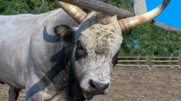 Rohatý Býk Kráva Zblízka Bílý Býk — Stock fotografie
