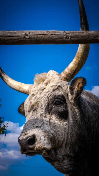 牛角特写 牛的头 农场里的动物 草地上 — 图库照片