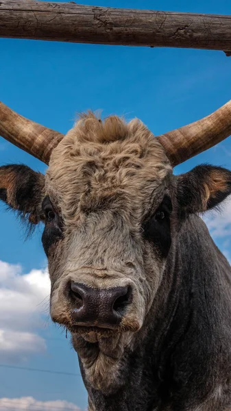 Κερασφόρος Αγελάδα Κεφάλι Αγελάδας Από Κοντά Ταυροειδές Στην Εκμετάλλευση — Φωτογραφία Αρχείου