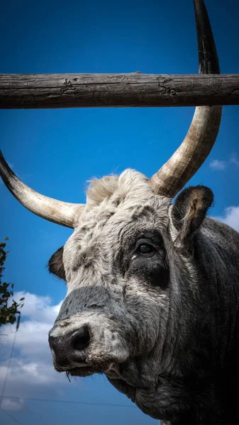 白角公牛 公牛的特写镜头 长着大角的奶牛头 农场动物 — 图库照片