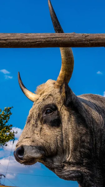 Toro Con Cuernos Una Vaca Con Cuernos Primer Plano Cabeza —  Fotos de Stock