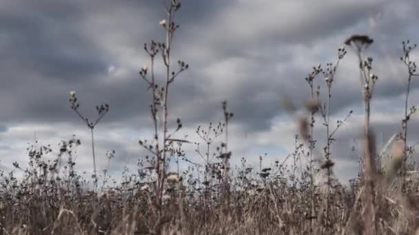 Paisaje Nubes Hierba Alta Viento Balancea Hierba Naturaleza Campo — Vídeos de Stock