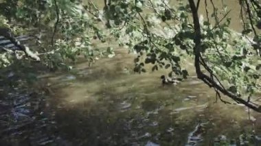 Vahşi ördekler nehirde yüzer Gölde ördekler