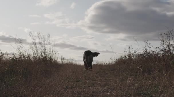 Hunden Ensam Naturen Hemlös Hund Äng — Stockvideo