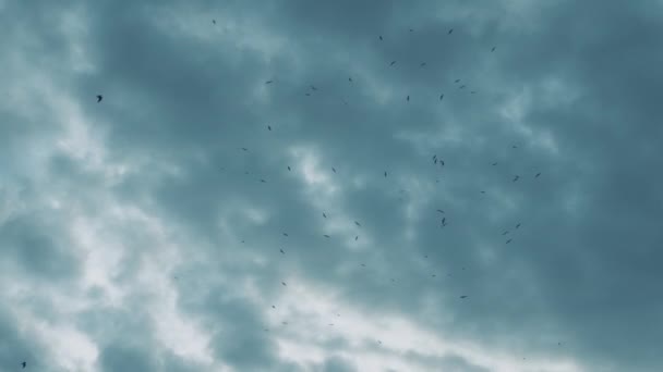 Sekumpulan Burung Camar Langit Awan Hujan Banyak Burung Camar Terbang — Stok Video