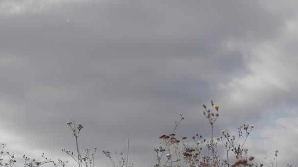 Man Dansend Natuur Grappige Man Gekke Man Een Vrolijke Man — Stockvideo