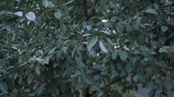 Folhagem Árvore Natureza Folhas Verdes Crescendo Árvore — Vídeo de Stock