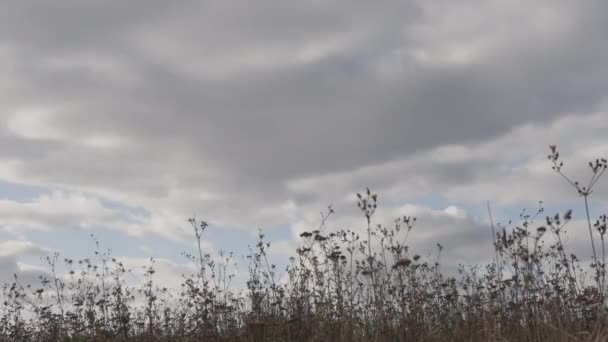 Bela Paisagem Com Nuvens Fofas Grama Alta Flores Tempo Outono — Vídeo de Stock