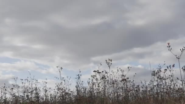 Landschap Met Wolken Hoog Gras Zwaaiend Uit Wind Fluffy Wolken — Stockvideo