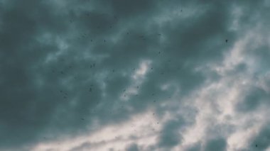 Martılar gökyüzünde uçuyor, deniz seviyesinin üzerinde bir deniz kuşu sürüsü, bulutlu bir günde uçan birçok martı, yağmur bulutları ve martılar.