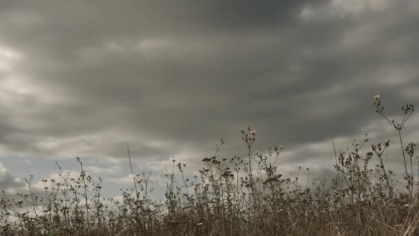 Paesaggio Con Nuvole Bella Erba Piante Contro Cielo Nuvole Pioggia — Video Stock