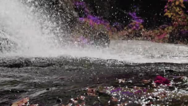 Водопад Джунглях Река Течет Камням Окруженный Цветами Растениями Поток Природе — стоковое видео