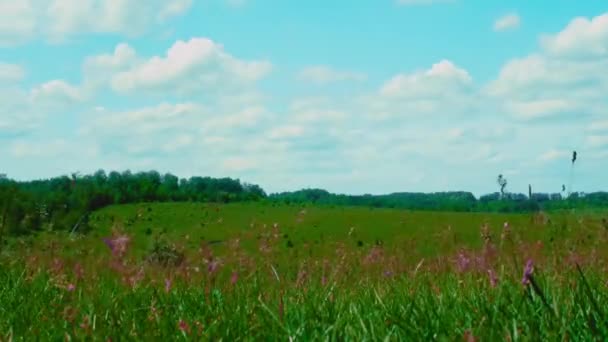 Laufende Wolken Schöne Naturlandschaft Zwischen Bäumen Und Gras Schöner Zeitraffer — Stockvideo