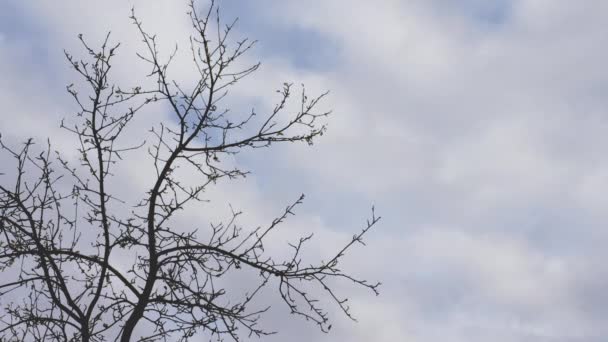 Felhők időapálya egy száraz fa hátterében, mozgó felhők, levelek és felhők nélküli fa keretei mozgásban
