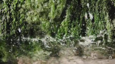 Su sıçratma, akıntı akışı, su sıçratma. Duvar yosunla kaplı ve su akıyor.