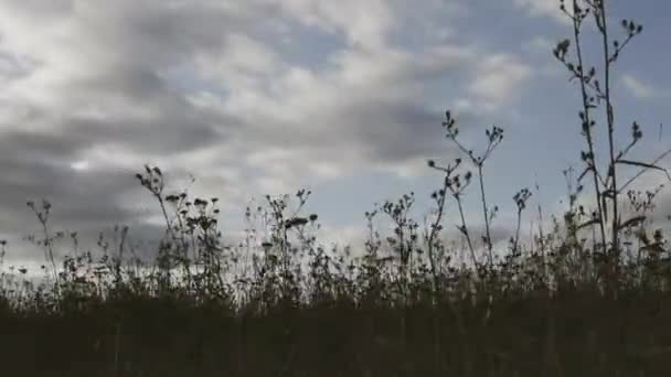 Timelapse Wolken Struiken Van Geel Gras Prachtig Landschap Snel Bewegende — Stockvideo