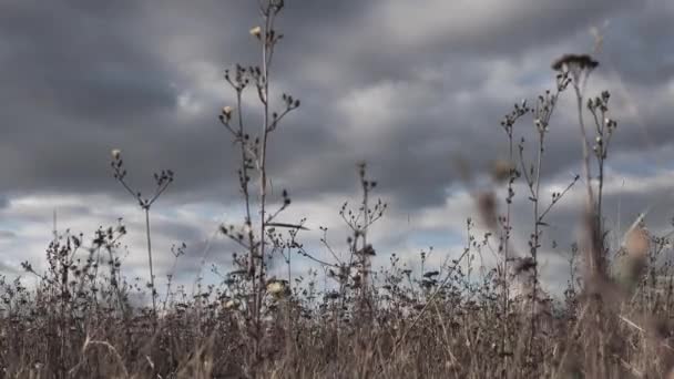 Natuur Wolken Zijn Prachtig Pluizig Prachtig Landschap Het Gras Zwaait — Stockvideo