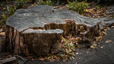 Dry tree stump in the forest, close-up cut tree, forest background. Deforestation clipart