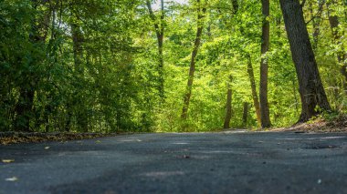 Ormana giden boş yol, ormandaki yol, yeşil ağaçlı doğa, doğa arka planı.