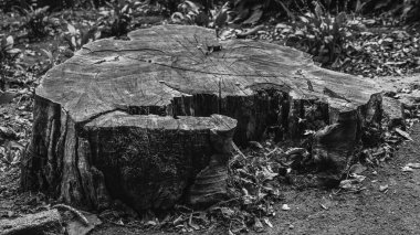 Kesilmiş ağaç, ormanda yanmış ağaç. Kütük kuru. Ormanların yok olması, ekoloji