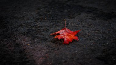 Yerde akçaağaç yaprağı, kaldırımda kırmızı yaprak, yaprakların arka planı.