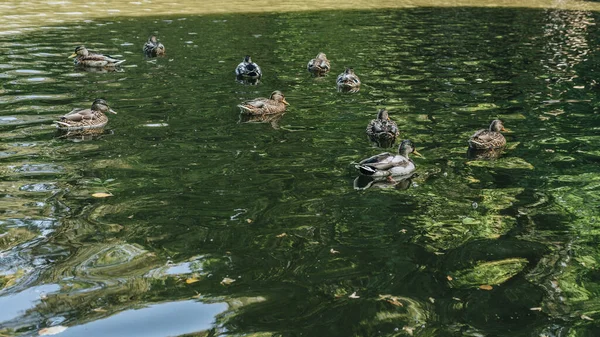 Wild ducks in the pond, a flock of ducks in the river, migratory birds swim in the river