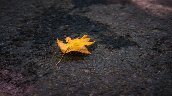 Fondo Follaje Sobre Asfalto Espacio Copia Hoja Amarilla Sobre Asfalto —  Fotos de Stock