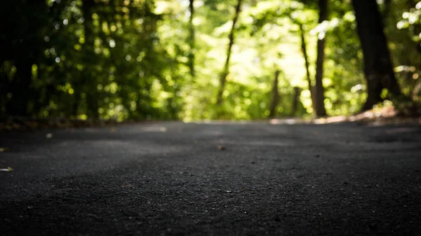 Pusta Droga Tle Lasu Lasu Przyrody Droga Asfaltowa Lesie Bez — Zdjęcie stockowe