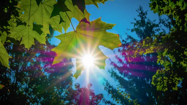 Foliage background with sun rays, maple leaves. Summer sun with rays