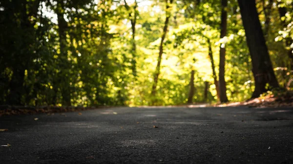 Lonely road without people, forest and road background