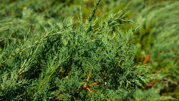 Gran Buske Landskap Med Grönska Grön Buske Närbild — Stockfoto