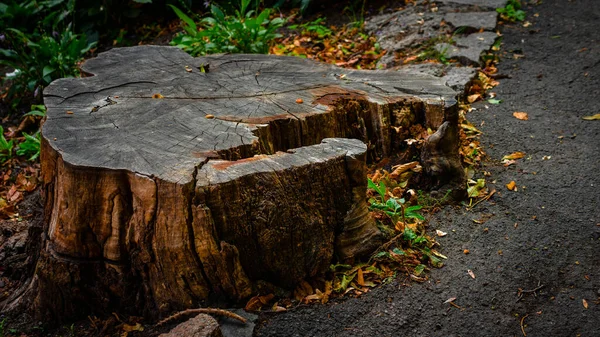 Stump, cut tree, tree stump in the forest. The tree is sawn