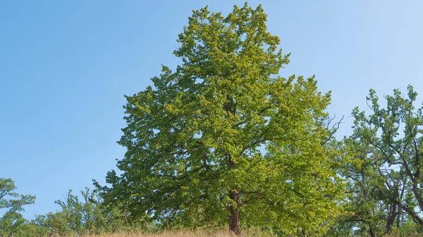 Doğadaki Arka Plan Ağacı Sarı Çimenli Yeşil Yapraklı Ağaç Vahşi — Stok fotoğraf