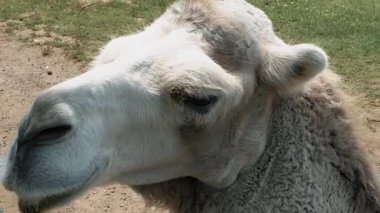 Deve yüzü yakın, hayvan portresi, başıboş gezen safari hayvanları, çimlerin üzerinde oturuyor, kameraya bakıyor.