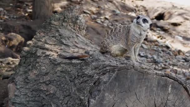 木の上にはミーアキャットが座り 周りを見回す 公園の動物 動物園 野生動物 ダイバー環境のミーアキャット — ストック動画