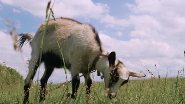 Capra Mangia Erba Capra Pascola Nel Prato Della Fattoria Primo — Video Stock