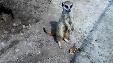 Mirket iki ayak üstünde duruyor, yemek yiyor, yakın plan. Güzel bir hayvan, vahşi doğa, mirket hızlı hareket eder ve pençeleriyle yiyecekleri ayırır.