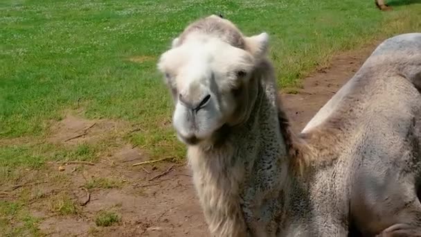 Camello Sienta Hierba Mira Alrededor Primer Plano Del Animal — Vídeos de Stock