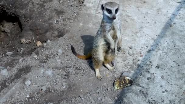 Meerkat Staat Twee Benen Eet Eten Close Een Prachtig Dier — Stockvideo