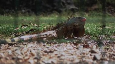 İguana bir domates yer, doğada dev bir iguana. Hayvanlar, vahşi yaşam