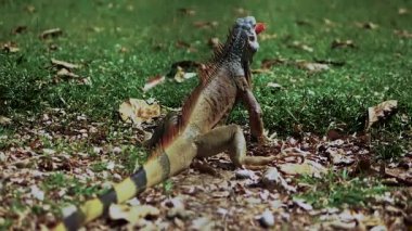 İguana domates, dev iguana, doğada kertenkele, vahşi hayvan yer. Tropik bir hayvan yer..