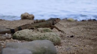 Deniz kenarında iguana. Dev iguana sürünüyor, kertenkele, tropikal hayvan. Vahşi hayvan..
