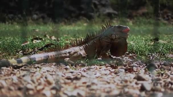 Iguana Eats Tomato Giant Iguana Nature Animal Wildlife — Stock Video