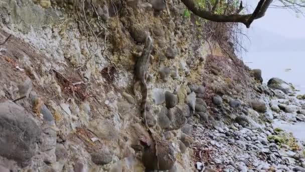 Iguana Natureza Iguana Rastejando Nas Rochas Lagarto Animal Tropical — Vídeo de Stock