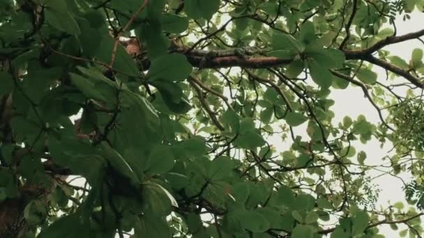 在树枝上的伊瓜纳 在自然界的树上的蜥蜴 一种奇异的动物 — 图库视频影像