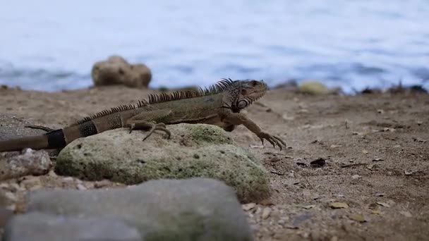 Ιγκουάνα Δίπλα Στη Θάλασσα Τεράστια Ιγκουάνα Σέρνεται Σαύρα Τροπικό Ζώο — Αρχείο Βίντεο