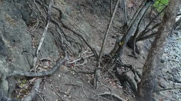 伊瓜娜在树上热带动物 野外的蜥蜴 — 图库视频影像