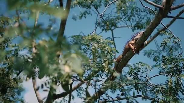 伊瓜纳坐在一棵树上 野生动物 自由自在的动物 伊瓜纳蜥蜴在树枝上 Iguana Nature — 图库视频影像
