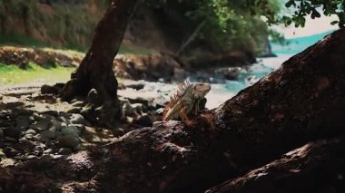 İguanalar deniz kenarında bir ağaçta savaşır, iguanalar birbirini ısırır, kertenkeleler, vahşi yaşam. Doğadaki hayvanlar.