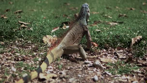 鬣蜥坐在草地上 鬣蜥在吃东西 异族动物 巨大的鬣蜥 — 图库视频影像